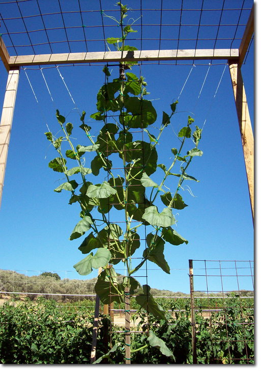 long gourd trellis