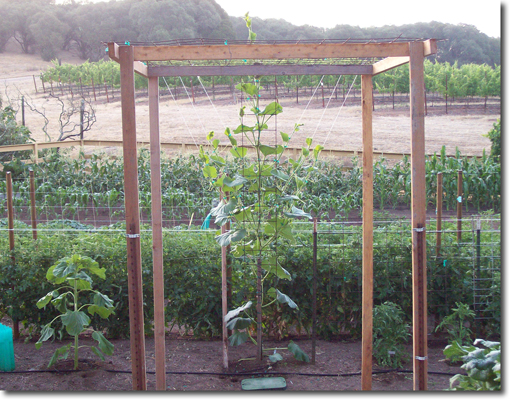 long gourd trellis