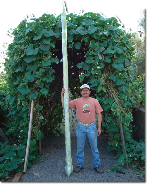 long gourd