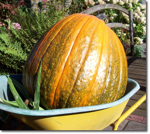 field pumpkin