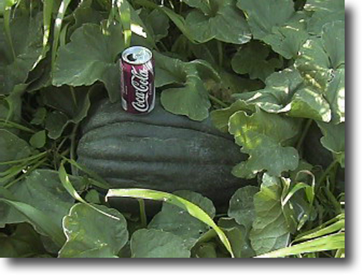 giant cantaloupe