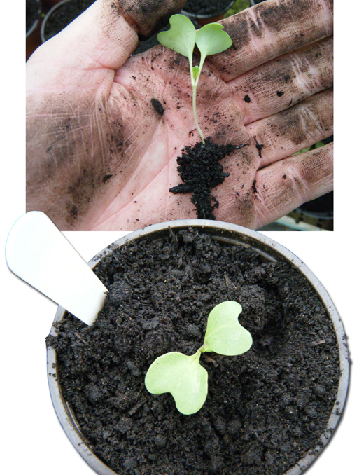 cabbage seedling