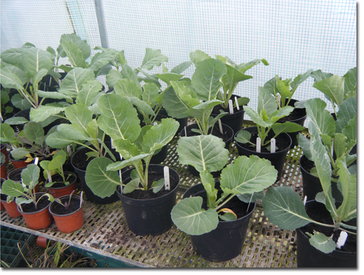 Cabbage Transplants