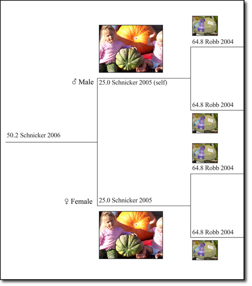 Cantaloupe genetic tree