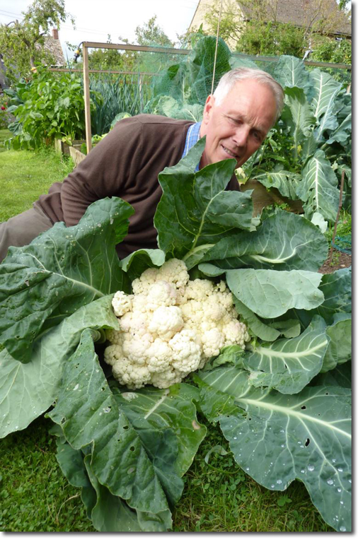 cauliflower