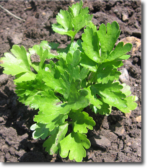 giant celery