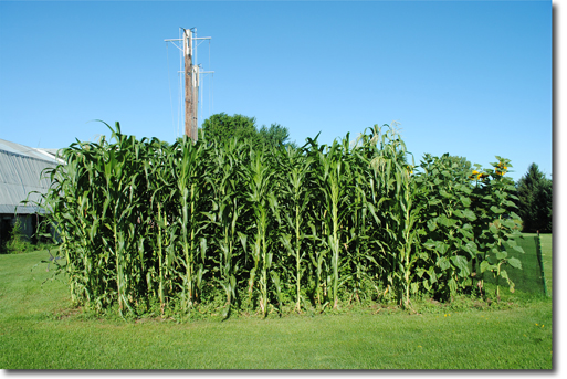 tall corn