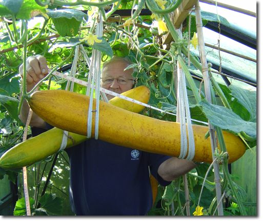 giant cucumbers