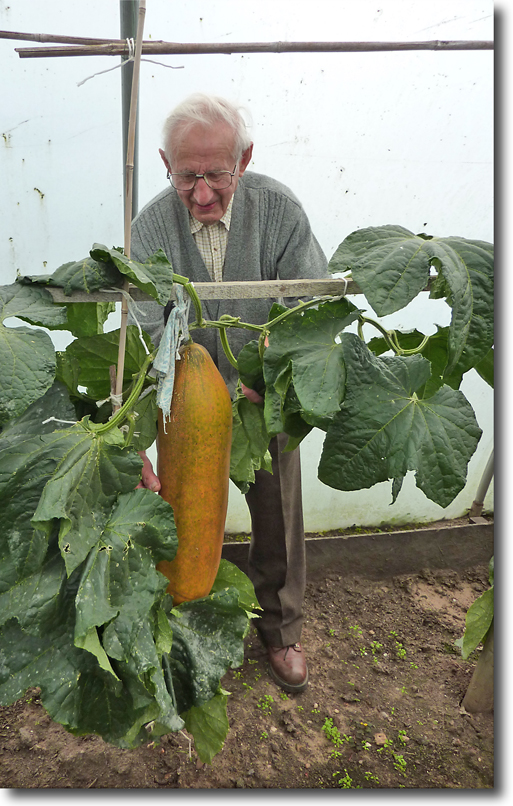 giant cucumber