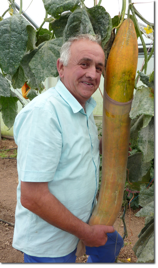 giant cucumber