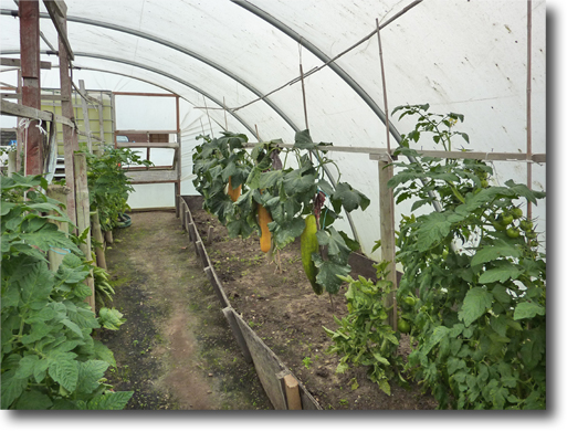 giant cucumbers