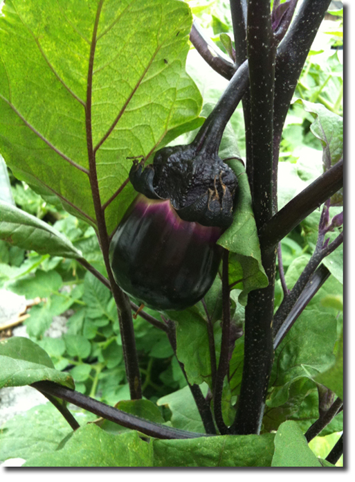 Eggplant