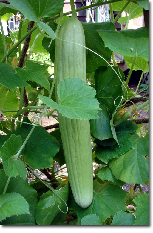 Long Melon