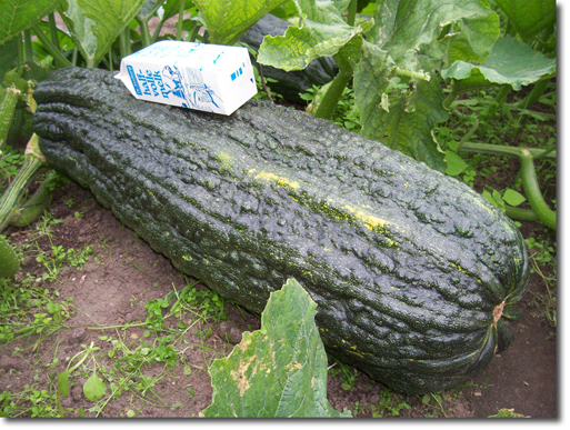 Giant Marrows