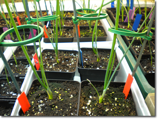 onion seedlings