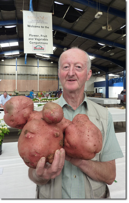 giant potato