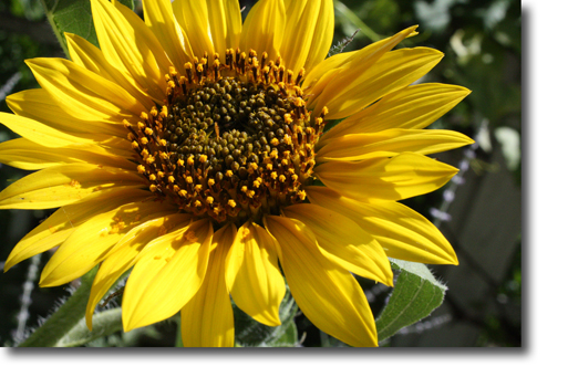 giant sunflowers