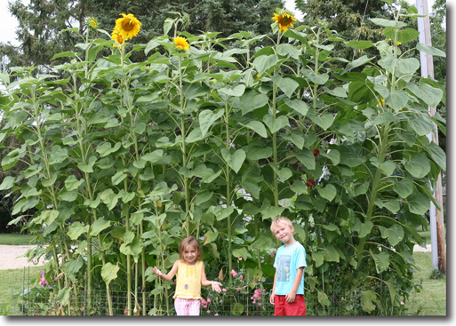 giant sunflowers