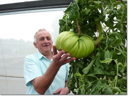 Giant Tomatoes