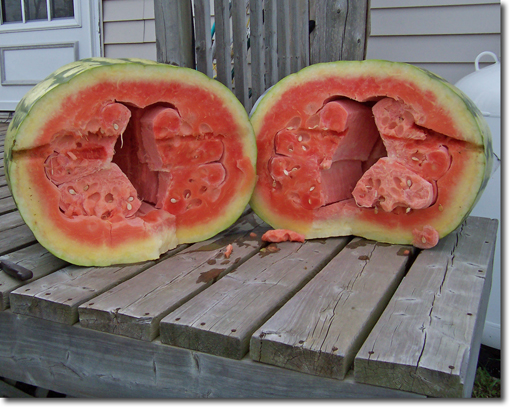 Giant Watermelon