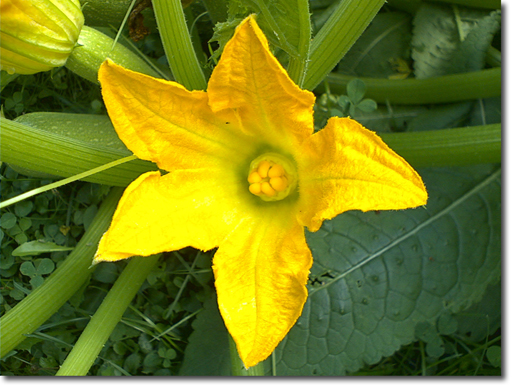 Giant Zucchini